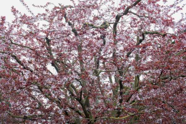 Wedding Flower Choices - March | From Ring to Veil Wedding Planning Podcast, branches, flowers, cherry tree. 