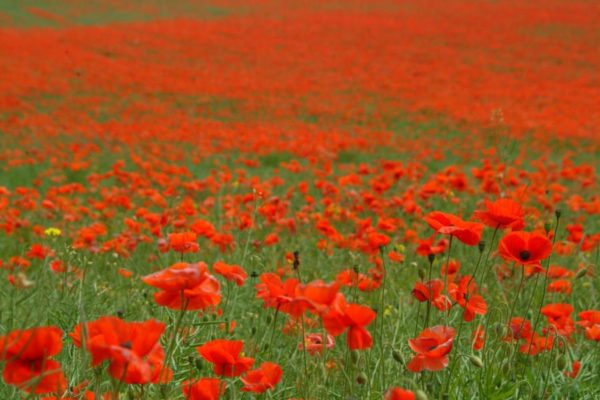 A Field of Red Poppies in Spring, Wedding Flower Choices-May, wedding blog